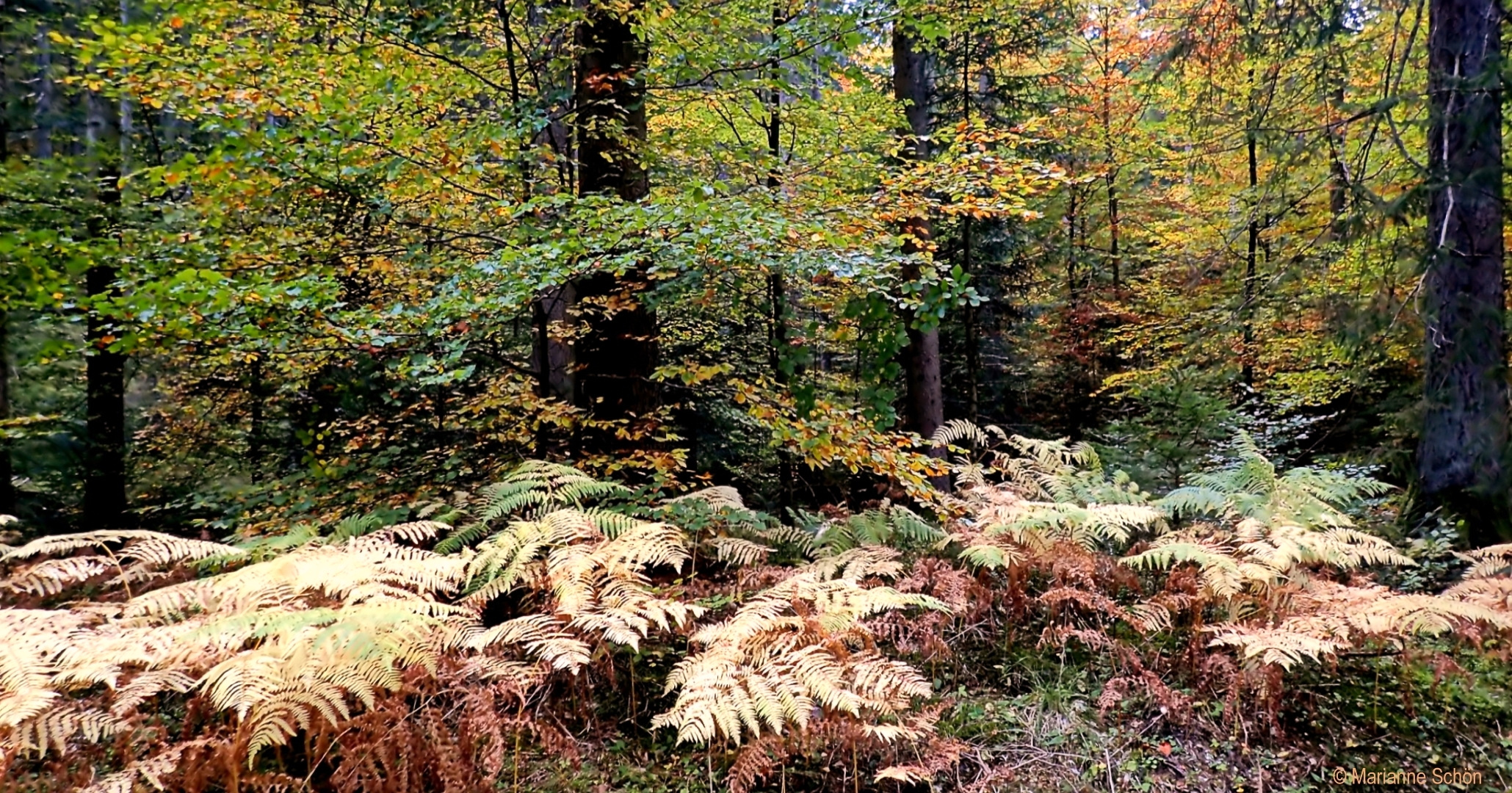 Bunt sind schon die Wälder...