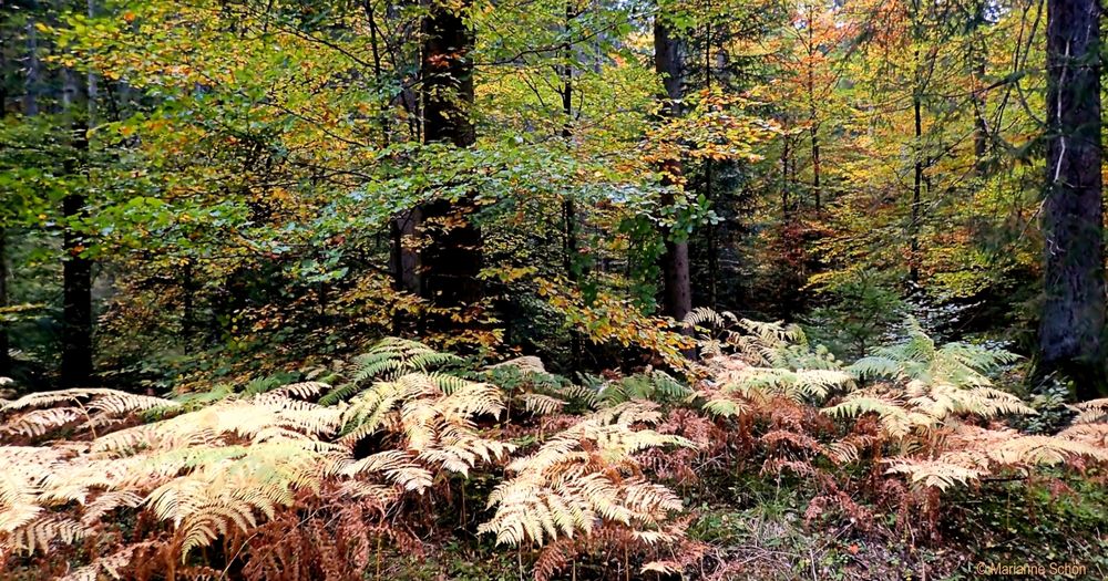 Bunt sind schon die Wälder...