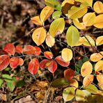 Bunt sind schon die Wälder -