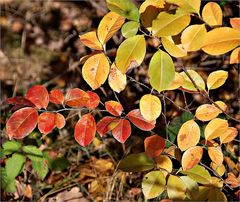 Bunt sind schon die Wälder -