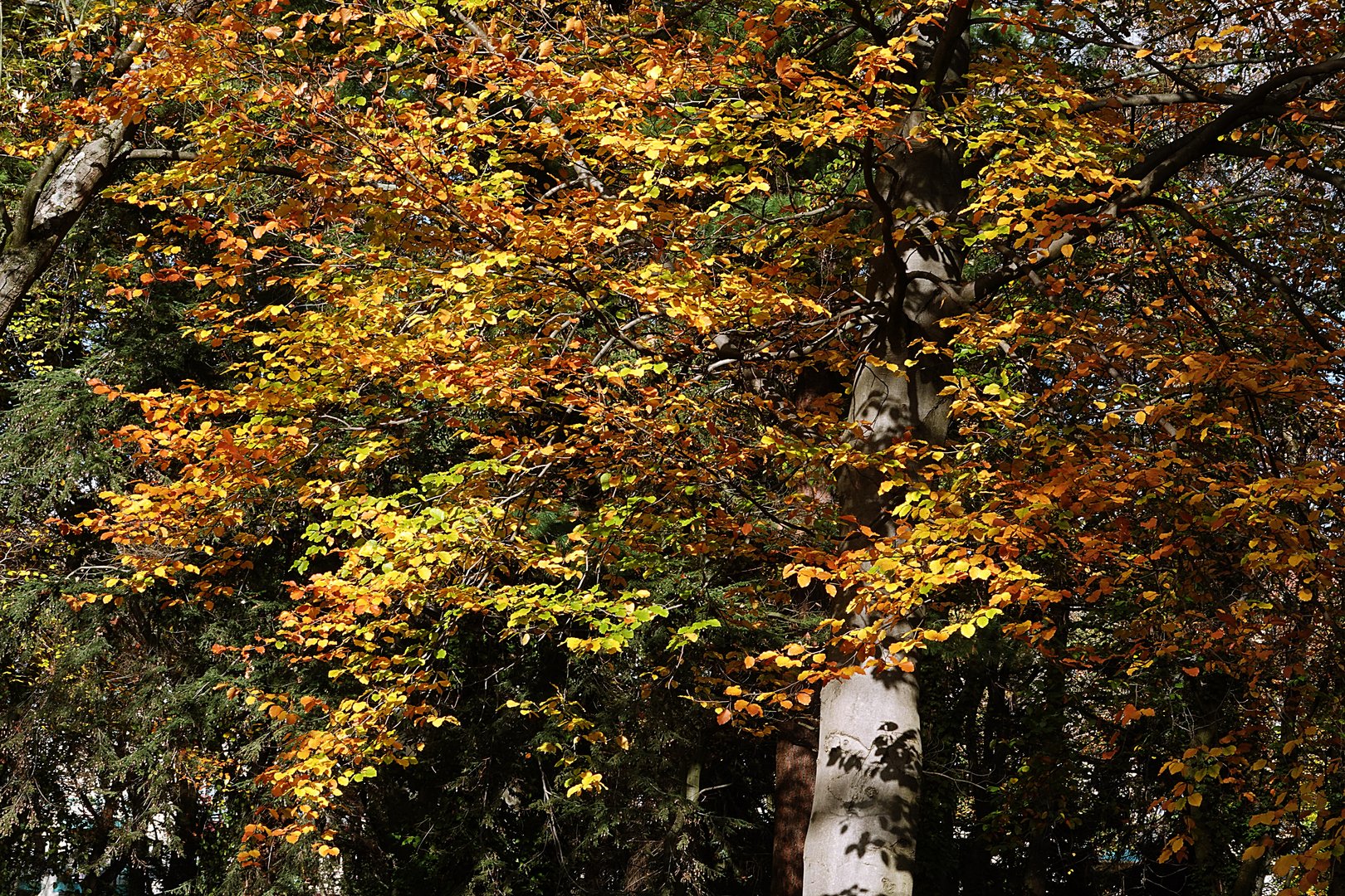 bunt sind schon die Wälder