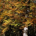 bunt sind schon die Wälder