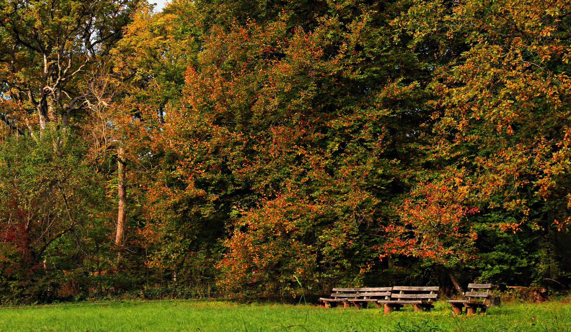 Bunt sind schon die Wälder