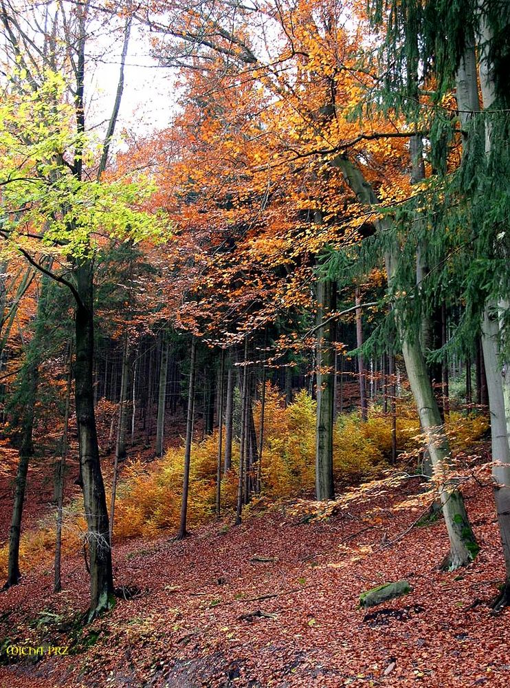 bunt sind schon die Wälder ....