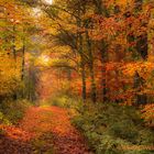 "Bunt sind schon die Wälder"