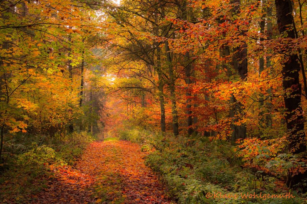 "Bunt sind schon die Wälder" Foto & Bild jahreszeiten, herbst, wald