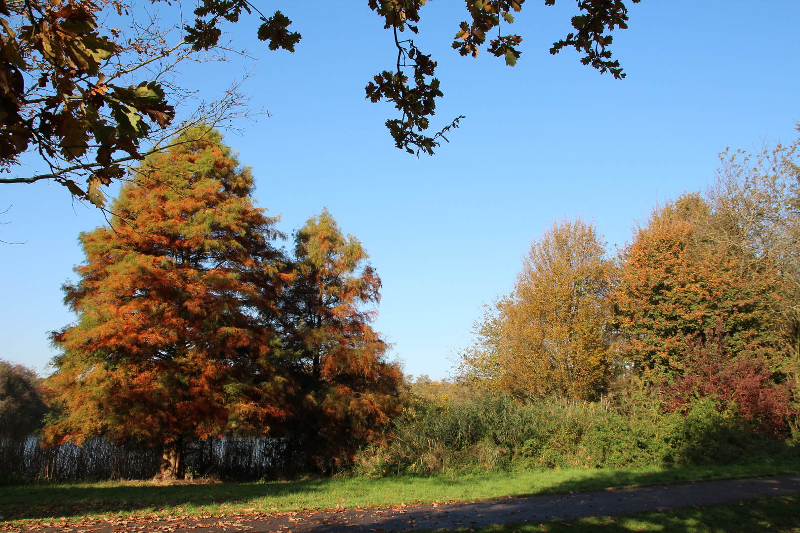 bunt sind schon die Wälder....