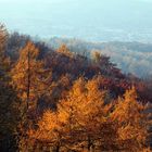 bunt sind schon die Wälder