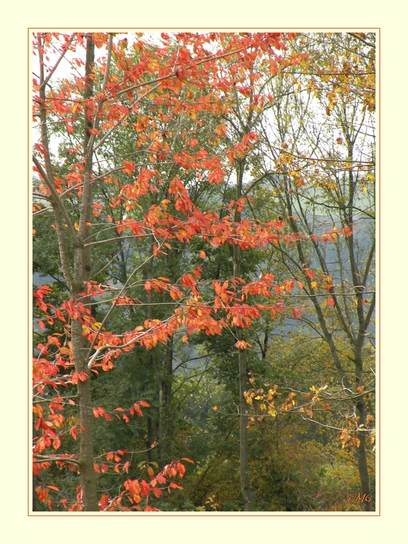 Bunt sind schon die Wälder...