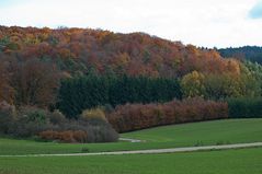 Bunt sind schon die Wälder ...