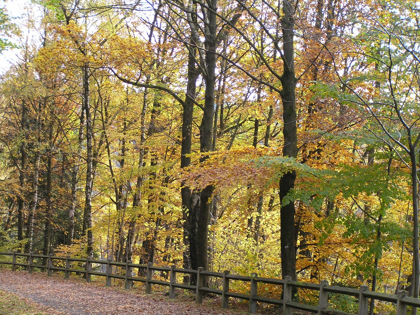 bunt sind schon die Wälder