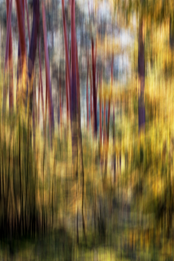 bunt sind schon die Wälder II