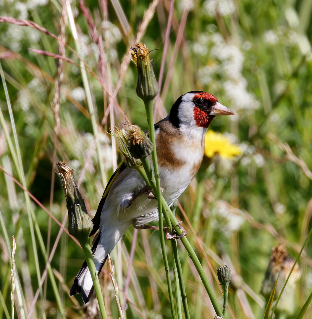 Bunt und gesellig