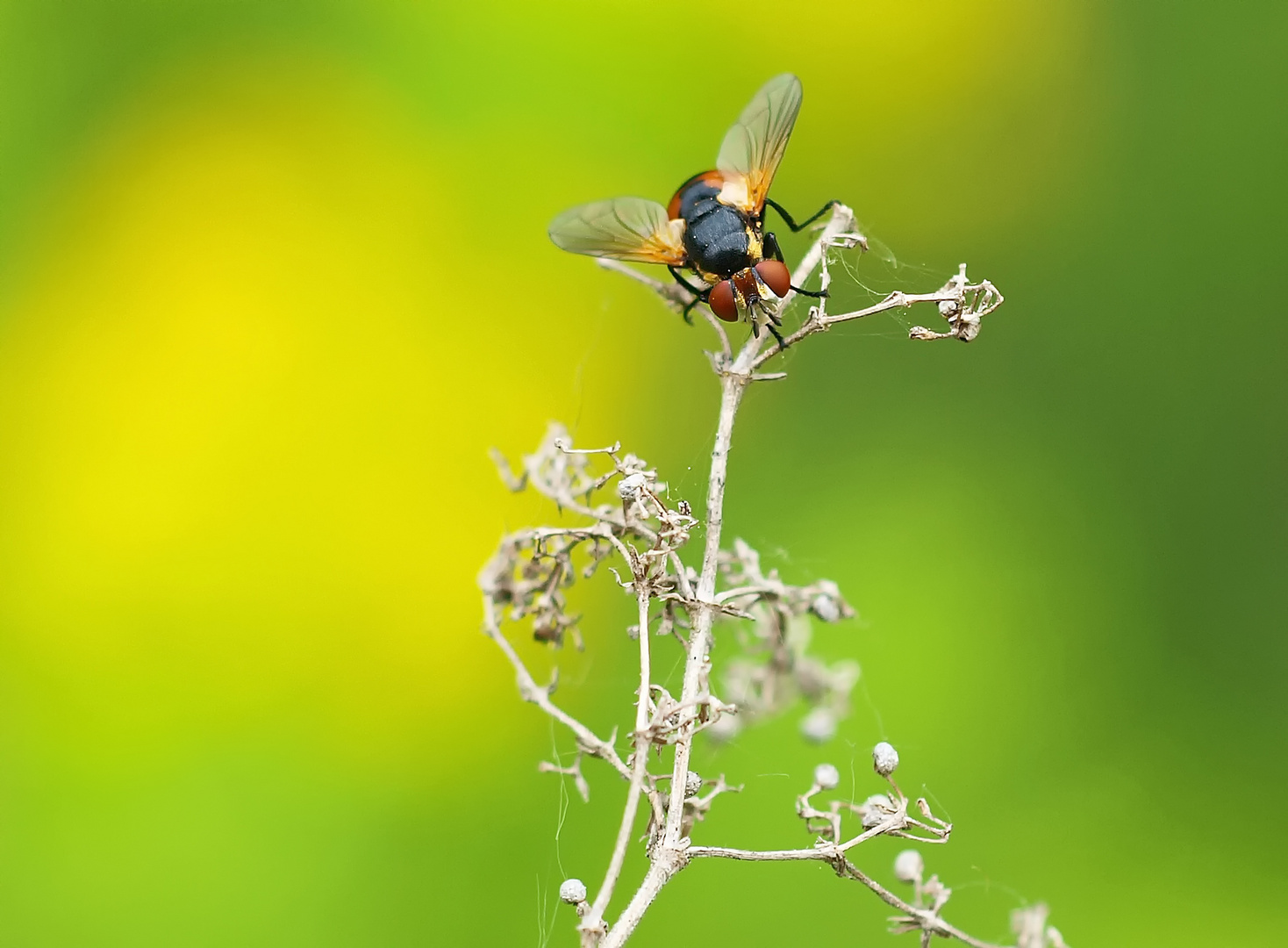 bunt und schillernd