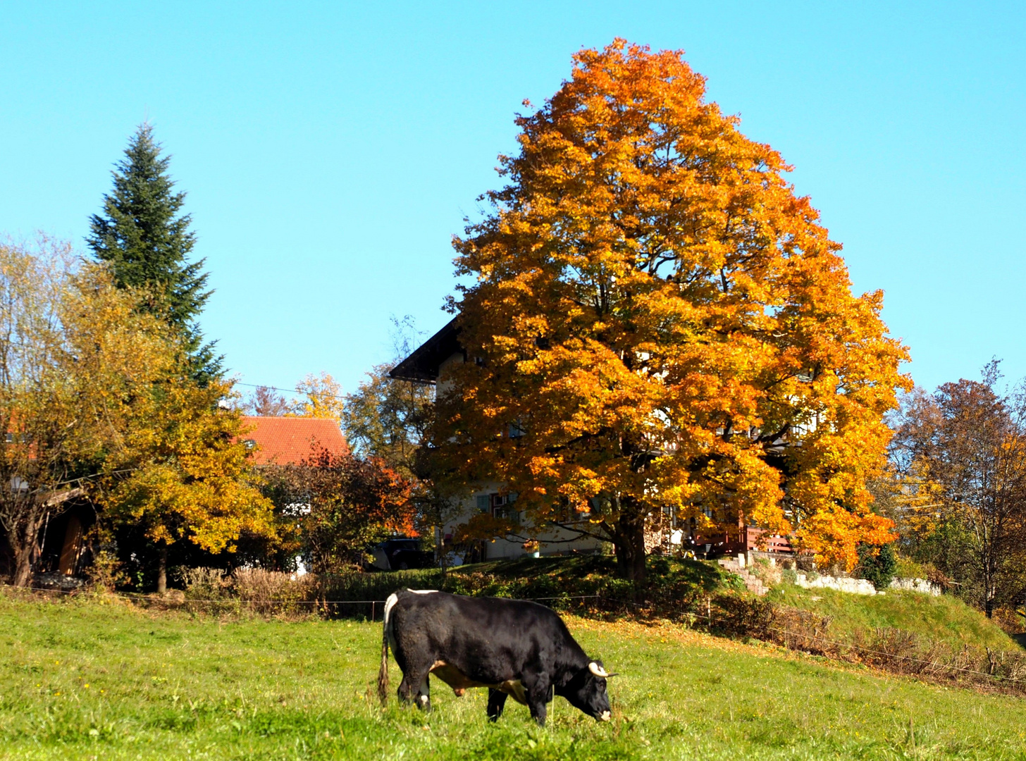 Bunt und Schwarz