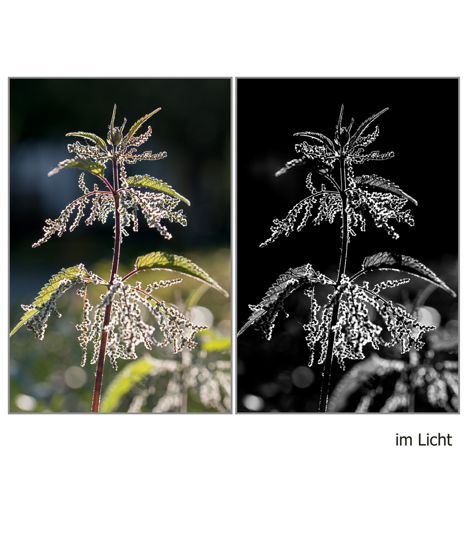 Bunt und schwarz-weiß im Licht