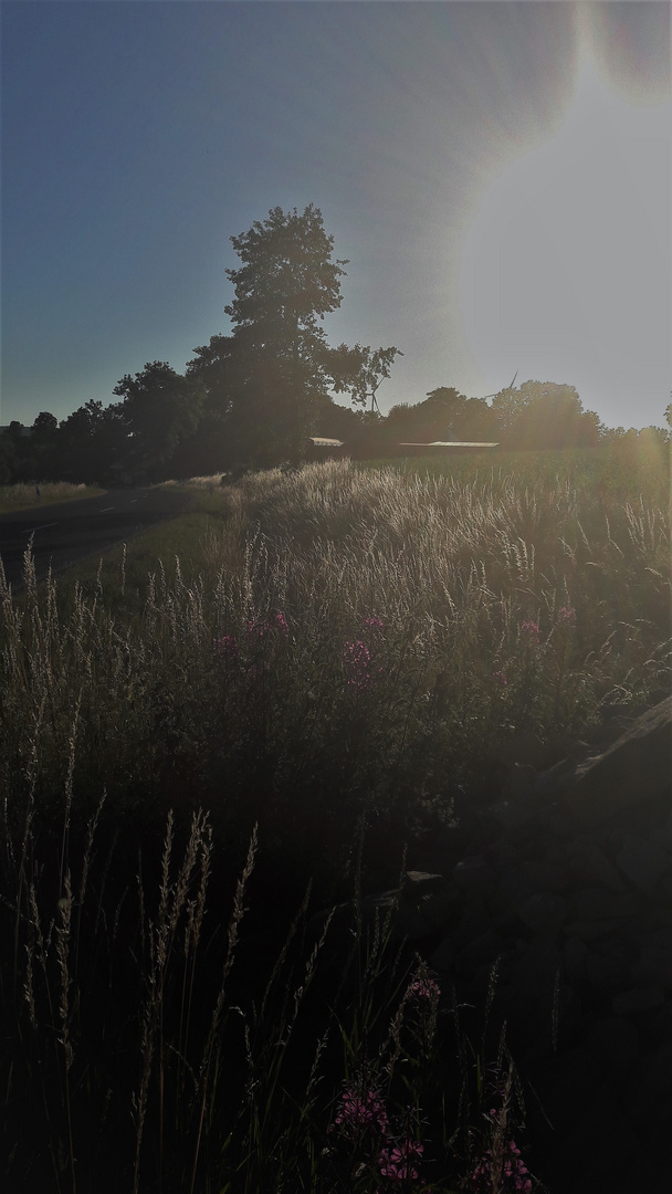 Bunt und silbrig am Wegesrand im Abendlicht