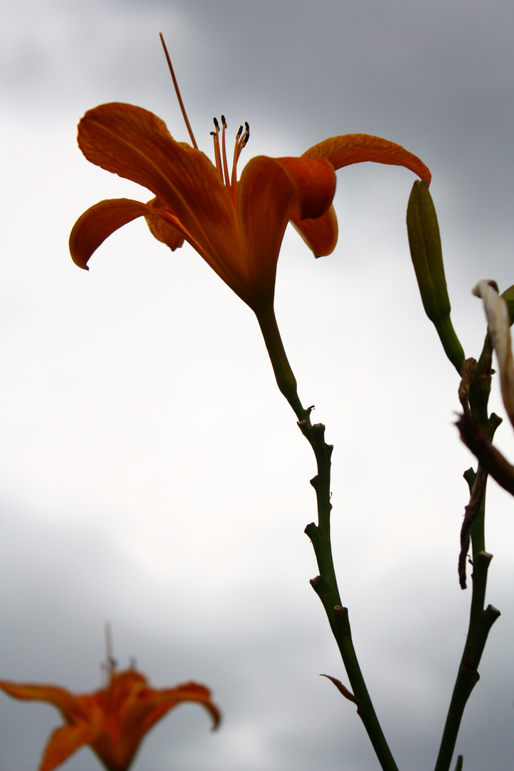 Bunt vor grauem Himmel