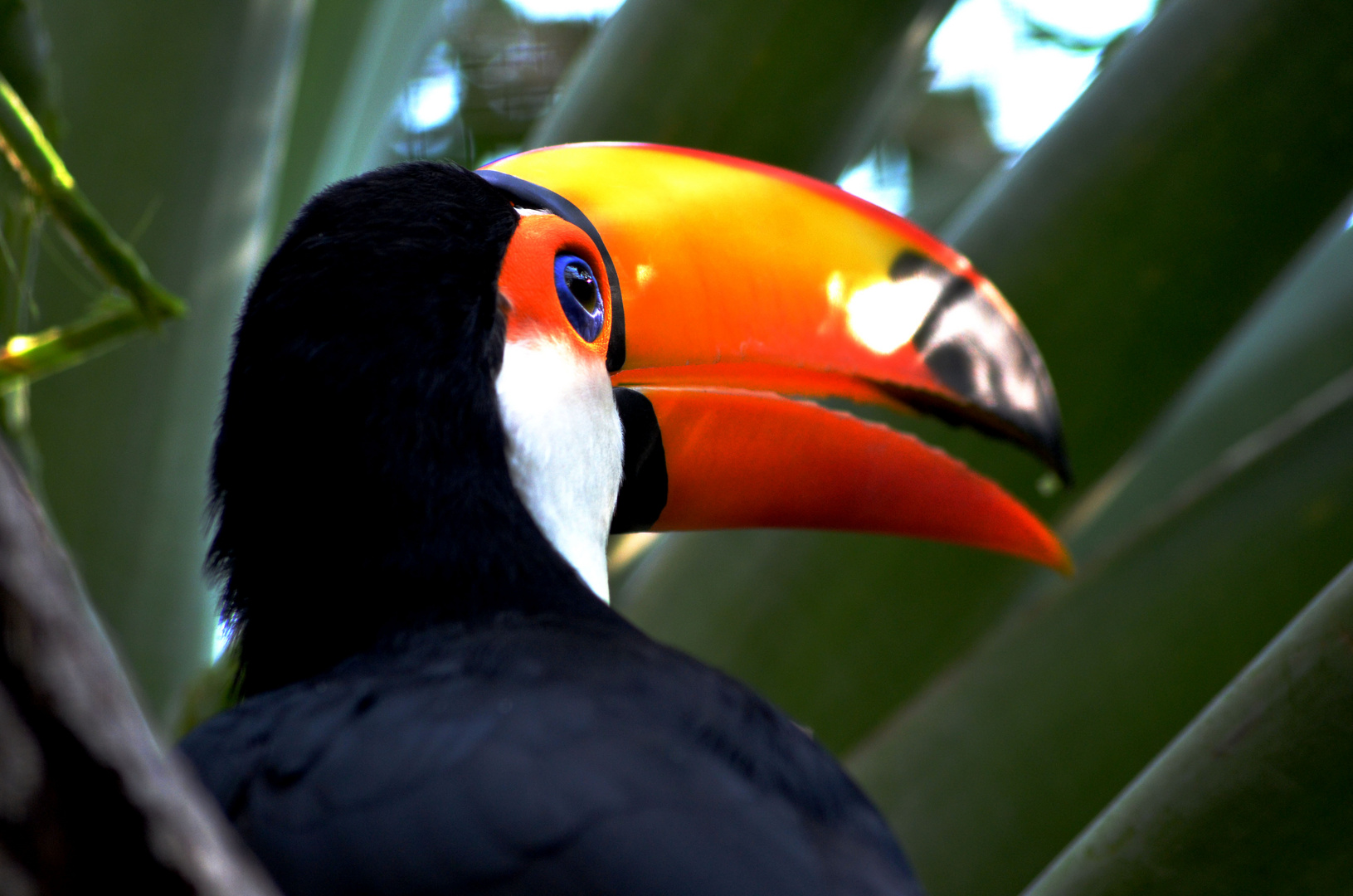 Bunt wie ein Vogel