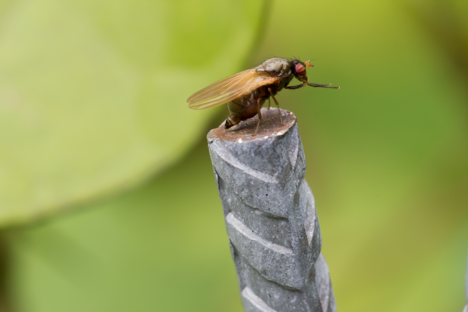 Buntäugige Schmuckfliege