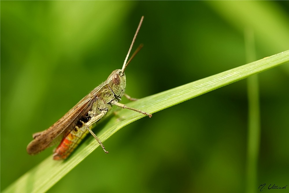 Buntbäuchiger Grashüpfer