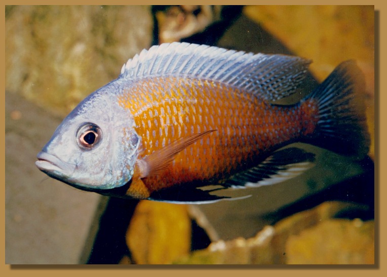 Buntbarsch aus dem Malawisee