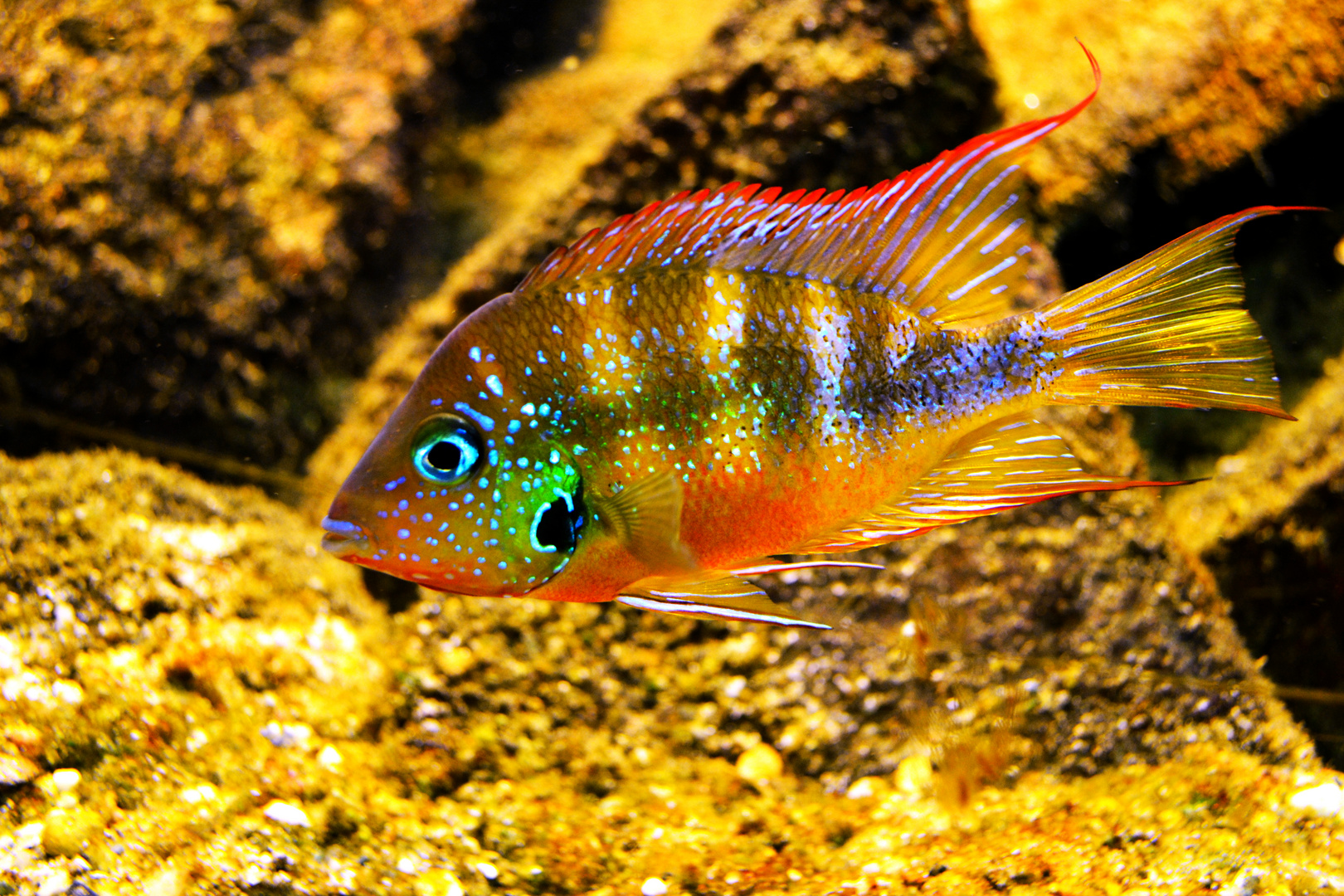 Buntbarsch Zoo Leipzig