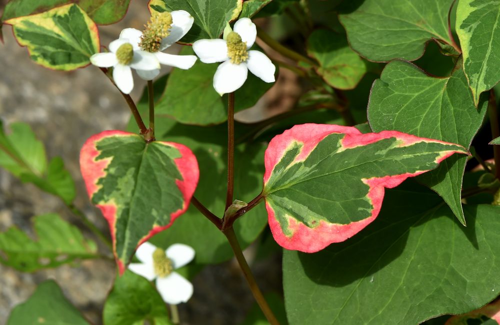 Buntblatt