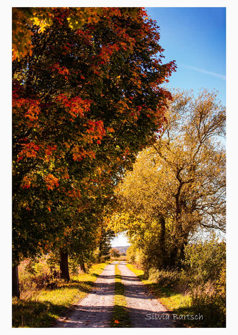 Bunte Allee