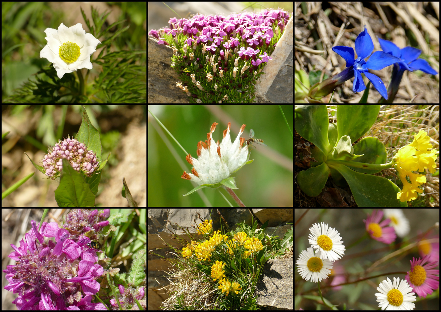 °°°° Bunte Alpenflora °°°°