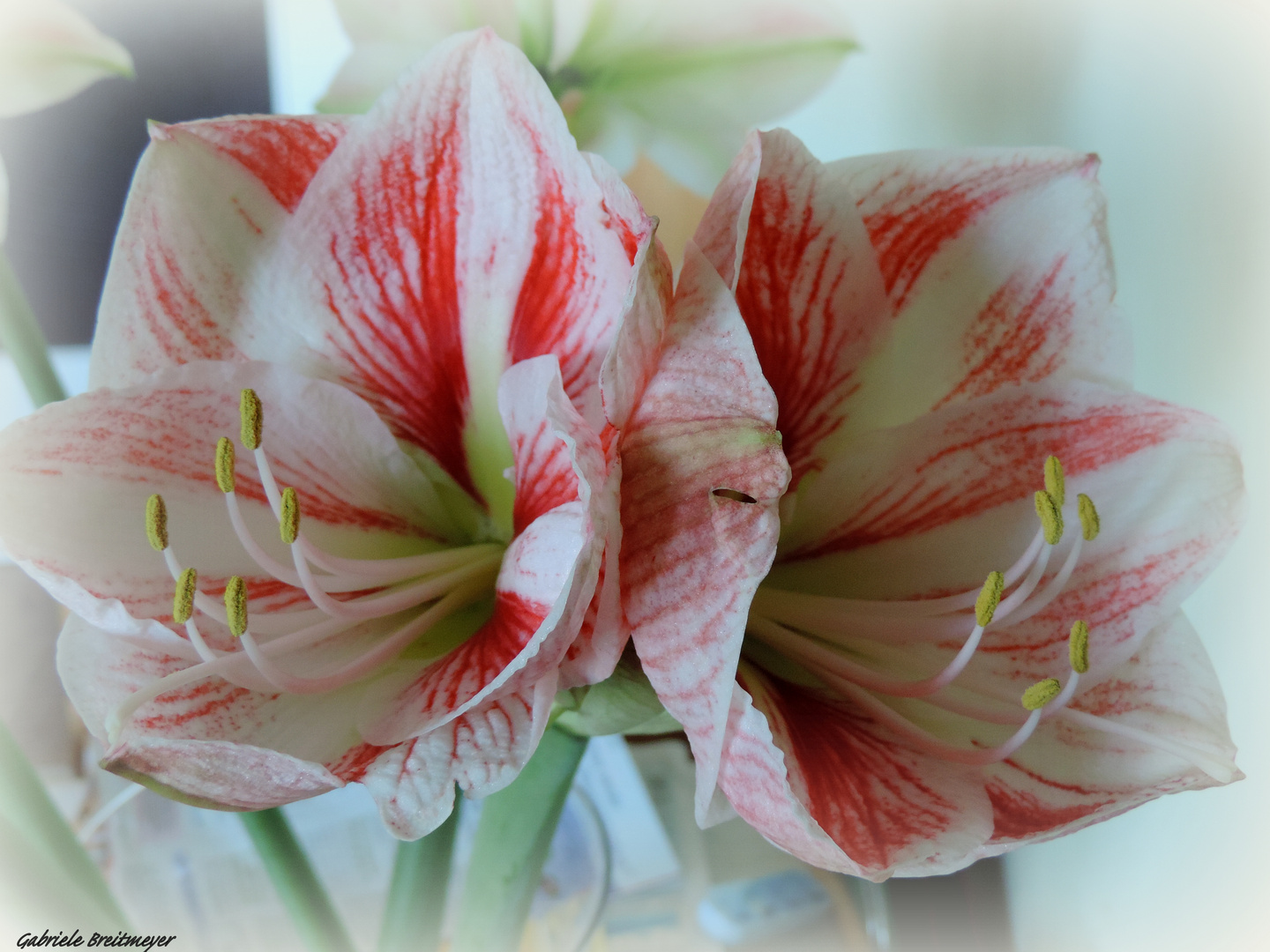 Bunte Amaryllis