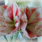 Bunte Amaryllis