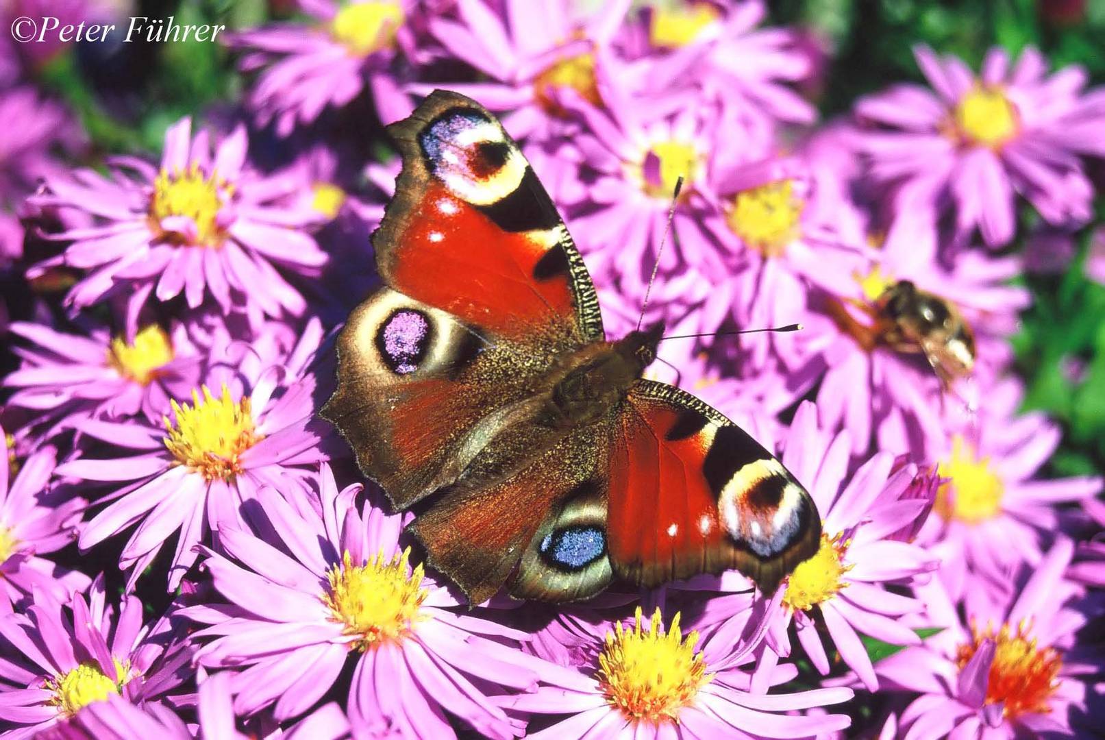 Bunte Augen