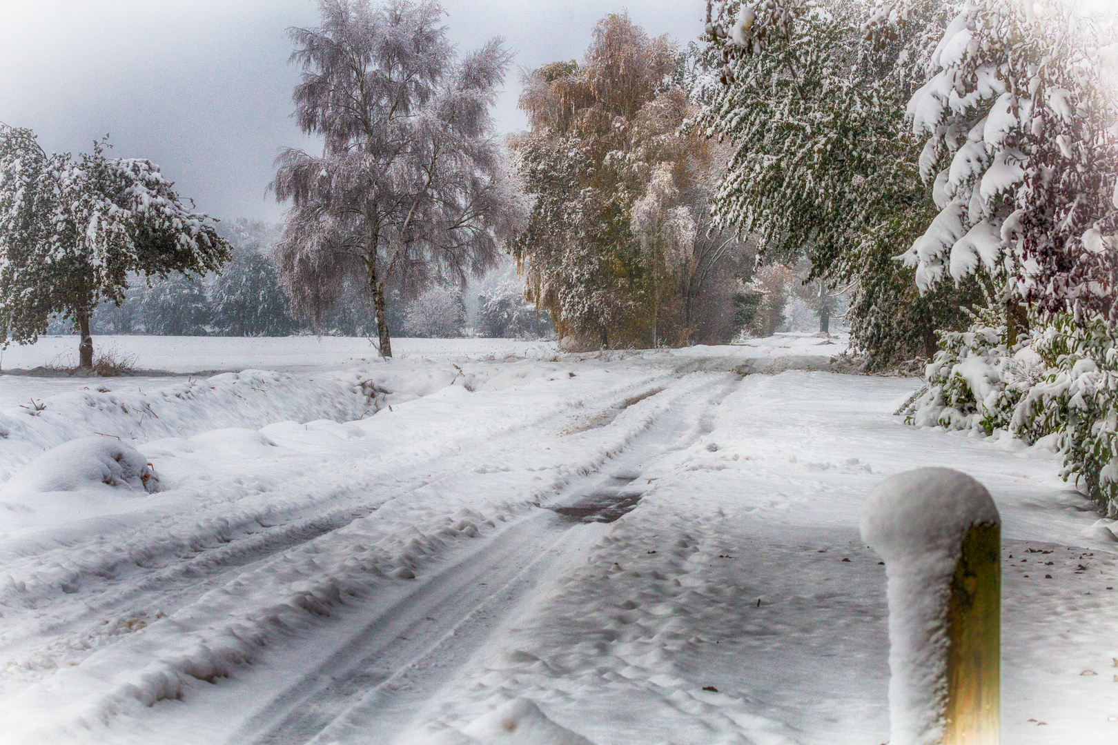 Bunte Bäume im Schnee