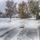 Bunte Bäume im Schnee