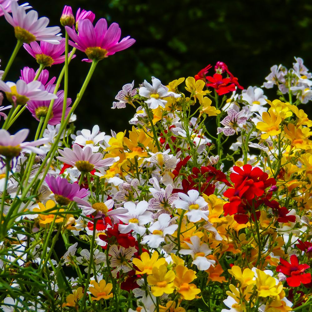 Bunte Balkonblumen