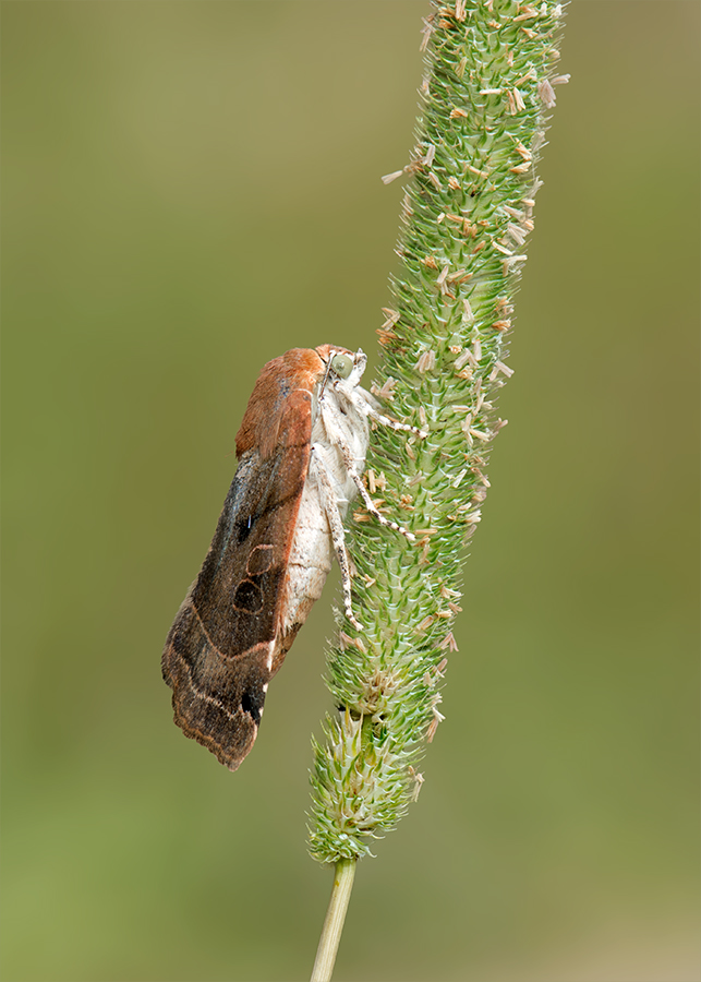 Bunte Bandeule