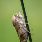 Bunte Bandeule ( Noctua fimbriata )