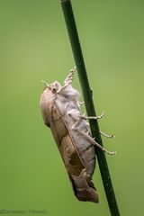 Bunte Bandeule ( Noctua fimbriata )