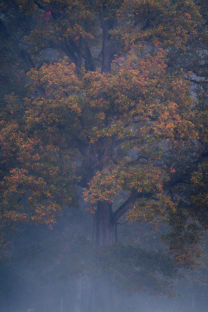 Bunte Baumkrone im Morgennebel