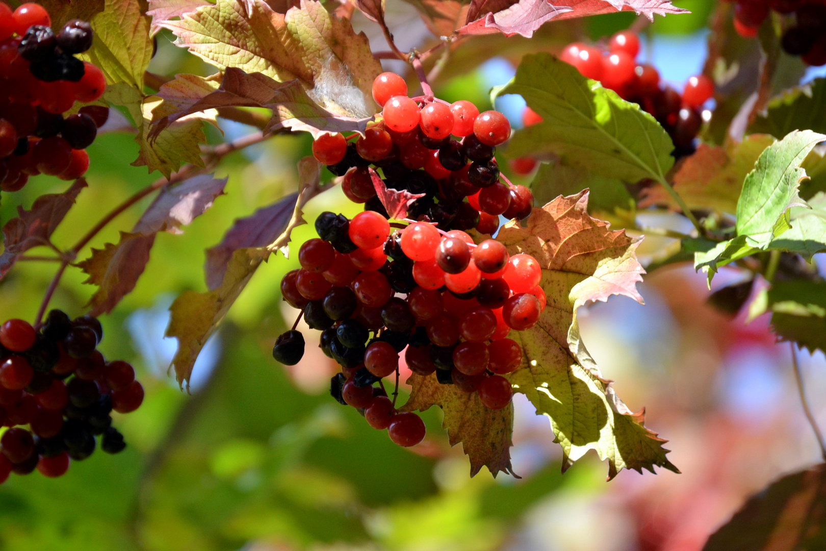 Bunte Beeren