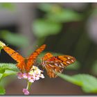 Bunte Begegnung im Schmetterlingspark