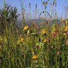 Bunte Bergwiese im Sommer