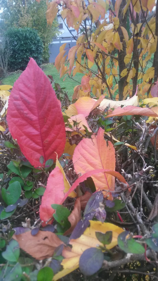 Bunte Blätter auf der Ligusterhecke