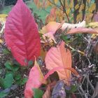 Bunte Blätter auf der Ligusterhecke