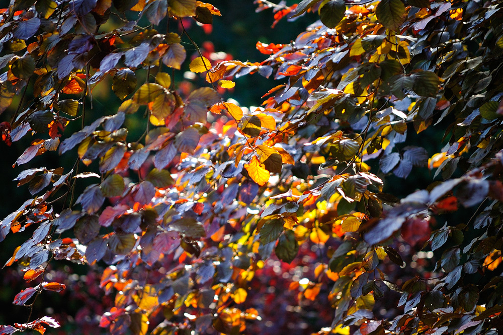 Bunte Blätter bringt der Herbst