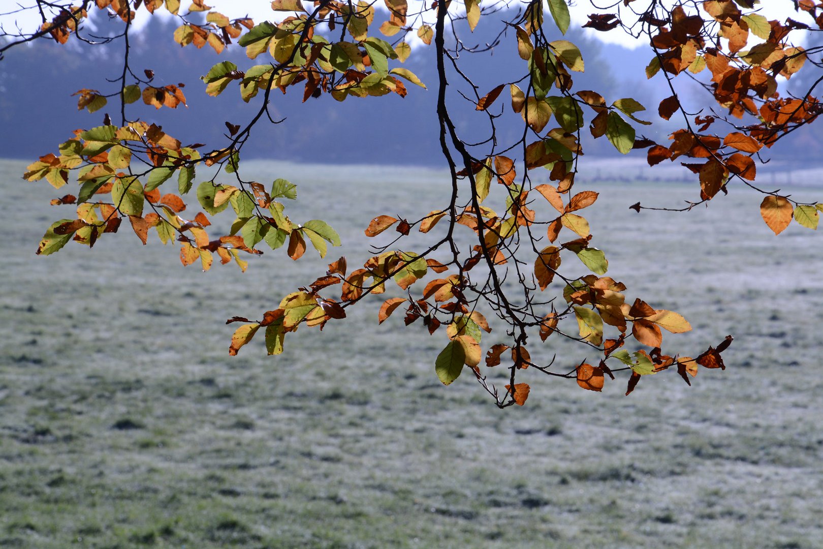 Bunte Blätter des Herbstes, erster Rauhreif