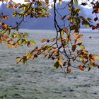 Bunte Blätter des Herbstes, erster Rauhreif