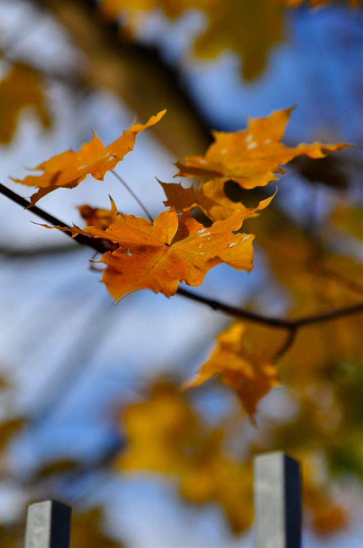 Bunte Blätter im Herbst