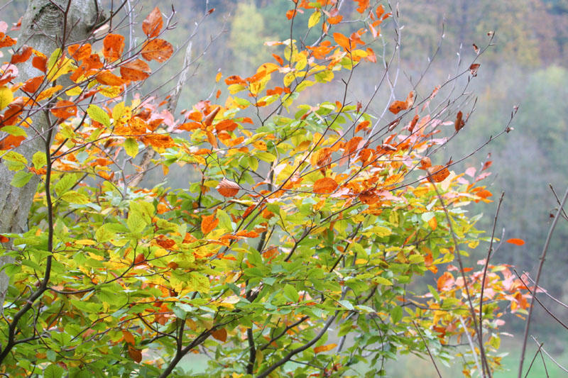 Bunte Blätter im Herbst